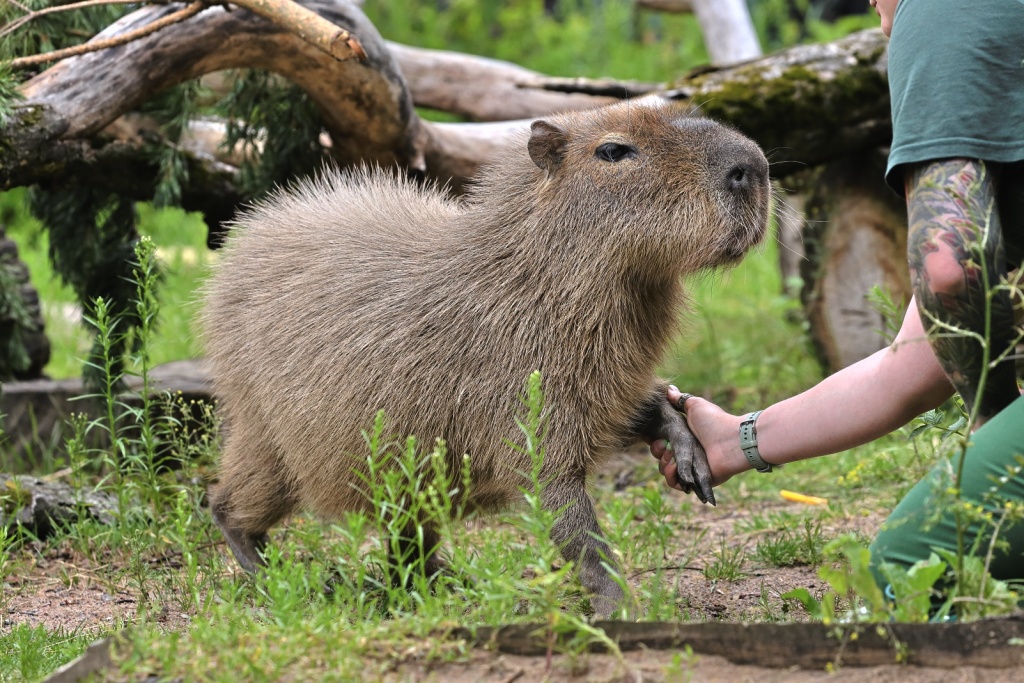 Фото: spbzoo.ru. Правообладатель: Ленинградский зоологический парк. 2026-07-14_065.jpg