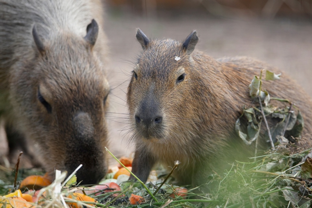 Фото: vk.com/spbzoopark. Правообладатель: Ленинградский зоологический парк. _AhGYD2qfVs.jpg