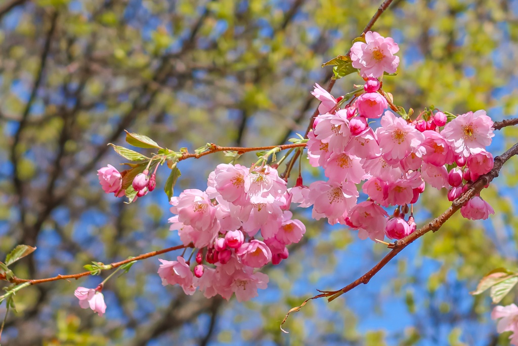 Сакура. Фото: Ирина Иванова.