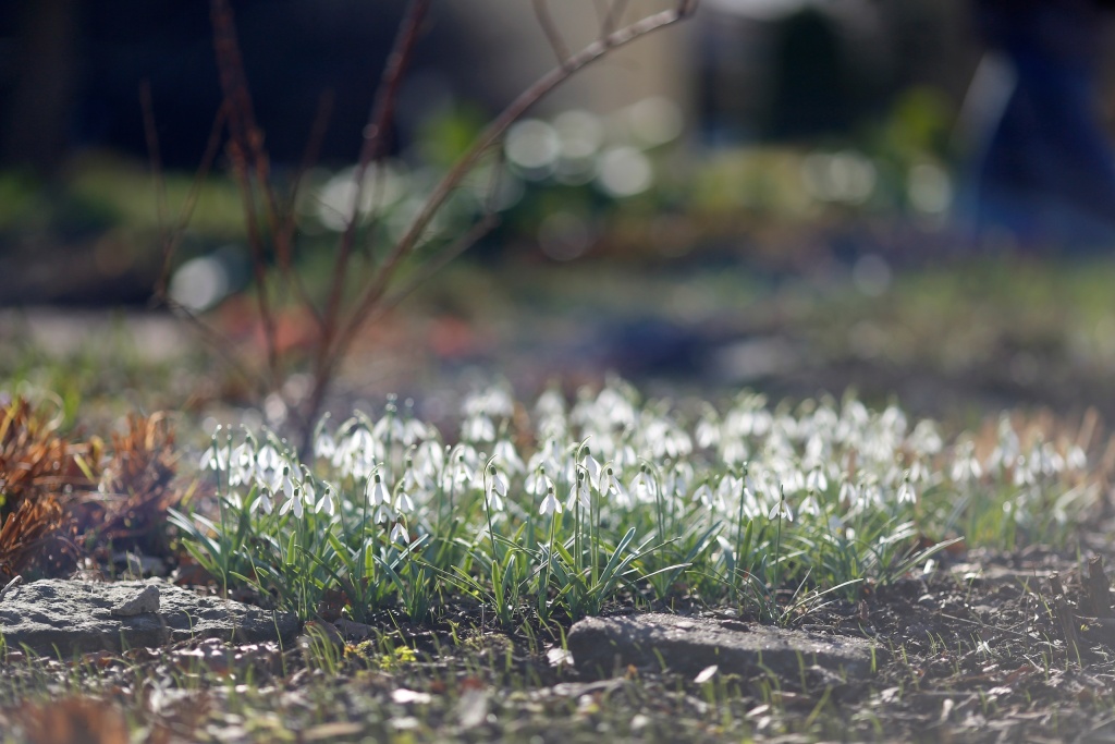 На опушках и полянах Парка-дендрария Ботанического сада Петра Великого распустились ковры первоцветов.