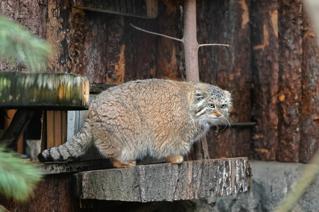 Фото: vk.com/spbzoopark. Правообладатель: Ленинградский зоологический парк. wyYYNo8usQ28MTIsZSdX66PHDg44NLPJEt0rOY10xwE9LZBgQVxmrMS6GqtdPGoemDQbnOSFmCI2OQei6M6FrrXj.jpg