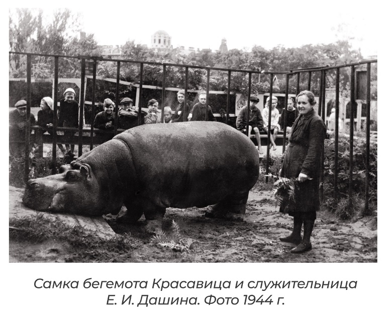 Источник: vk.com/spbzoopark. Правообладатель: vk.com/spbzoopark. 