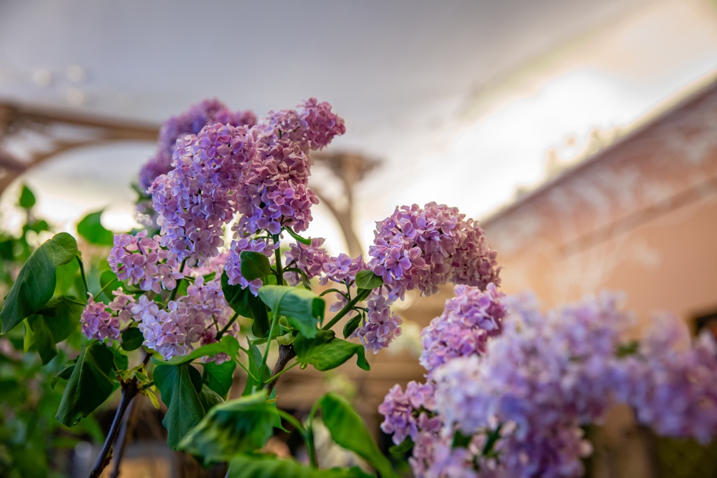 В Сиреневом кабинете императрицы мебель и стены были декорированы шелком сиреневых оттенков, она сама предпочитала сиреневые тона в одежде, а духи – с ароматом сирени. 