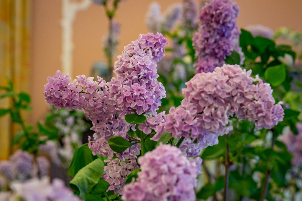 Кустики декоративного миндаля сорта «Танюша» с нежно-розовыми махровыми цветками и тонким ароматом разместили в Сиреневой гостиной.